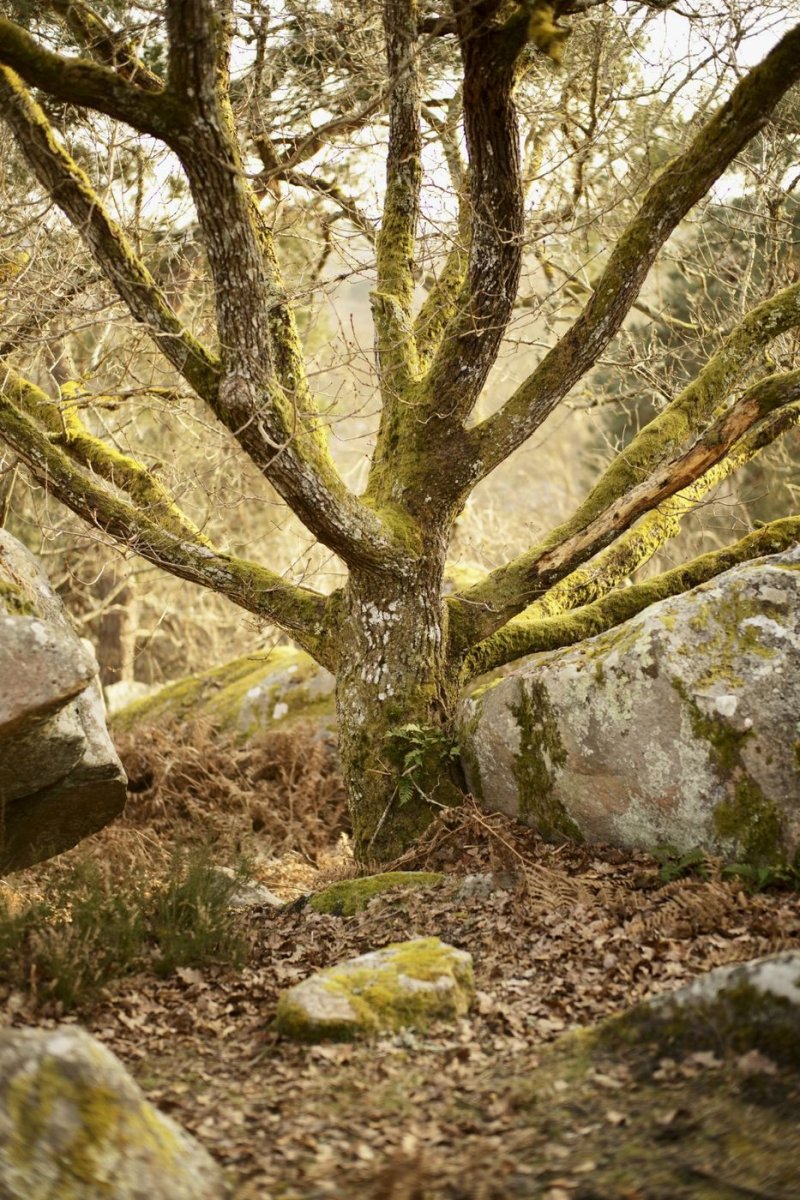 Curious forest